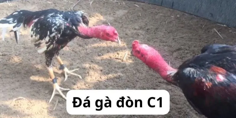Những kinh nghiệm cược đá gà bất bại mà bạn nên bỏ túi&nbsp;